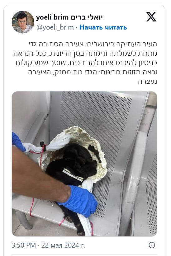 Израильтянка задержана при попытке пронести козленка на Храмовую гору